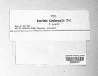 Puccinia glechomatis image